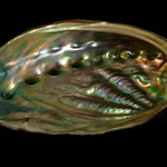 abalone