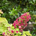 Oak Leaf Hydrangea