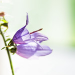 A Beauty in Profile...