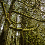 Have You Hugged a Tree Today?