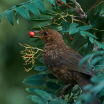 Female Blackbird eating rowan berries