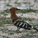 eurasian hoopoe