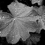 Morgentau (morning dew)