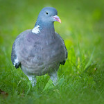 Wood pigeon