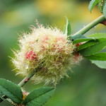 Dog rose gall (Diplolepis rosae)