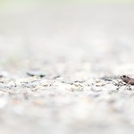 Common toad (No edits)