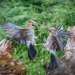 Fighting Jays