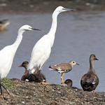 White-tailed Lapwing (Plover)