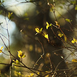 life on a tilting planet (7)