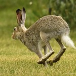 Jackrabbit