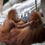 Sumatra Orang-Utans; "Mama, I love you 💋!"