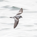 Fork-Tailed Storm-Petrel
