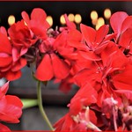 Red flowers from monastery