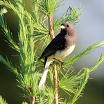 IMG_5577 Junco