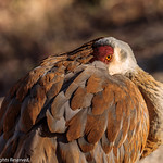 Sandhill Crane (2021-04-02 #2).