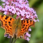 A Butterfly for Monday