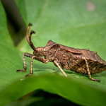 Dock Bug - Coreus marginatus