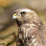 Buse &agrave; &eacute;paulettes / Red-shouldered Hawk / (Buteo lineatus)