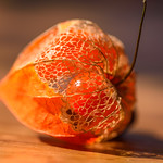 Physalis