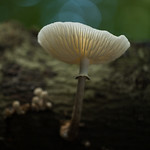 Porcelain Fungus | Porseleinzwam