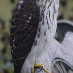 Hello everyone, I need your help