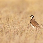 Banded Lapwing