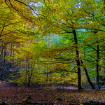 Si las hojas te hablasen.