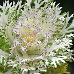 Ornamental Cabbage