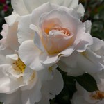 Definitely A Love At First Sight Moment! Hello!