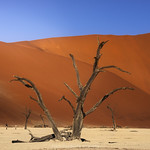 Deadvlei 3 7R49475