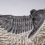 IMGP9367 Trilobite fossil