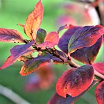 Not just blue? The multiple colours of Blueberry bushes