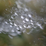 a webful of droplets