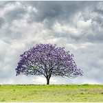 Stormy Jacaranda 2021 Explored 17/11/2021 #107