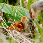 Sandhill Crane and Colts #4 - 2020-05-02