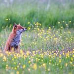 ~ Red Fox in the meadow ~ Explored ~