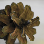 pinecone