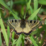 False Apollo - Archon apollinus (צבעון שקוף)