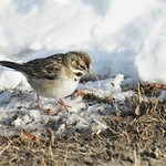 Lark Sparrow, Bates St.