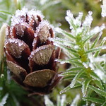 frozen cone and moss