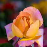 "A computer once beat me at chess, but it was no match for me at kick boxing" - Emo Philips