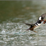 Crayfish Takeout 1594