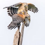 Red-shouldered Mating-Social Media-2