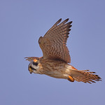 Kestrel hovering