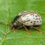 Dogwood Leaf Beetle - Calligrapha philadelphica (Chrysomelidae, Chrysomelinae, Chrysomelini) 119z-8274989
