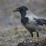 Hooded crow // Gralha-cinzenta