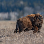 American Bison | Bison bison | 2021 - 7