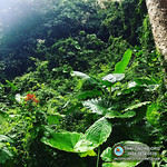 Логово Дракона Паттайя Таиланд Экскурсия (227)