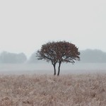 Lonely Trees