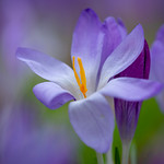 Little crocus